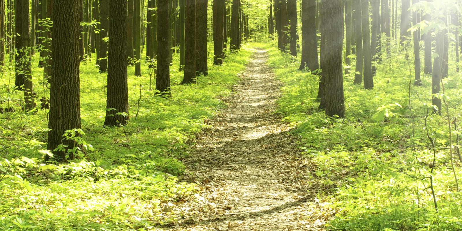 Schmaler Pfad zwischen hohen, grünen Bäumen auf einem sonnigen Waldboden mit frischem Gras und Laub.
